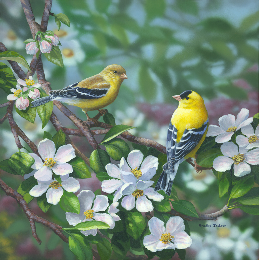 "Signs of Spring" - Goldfinches "Signs of Spring" - Goldfinches